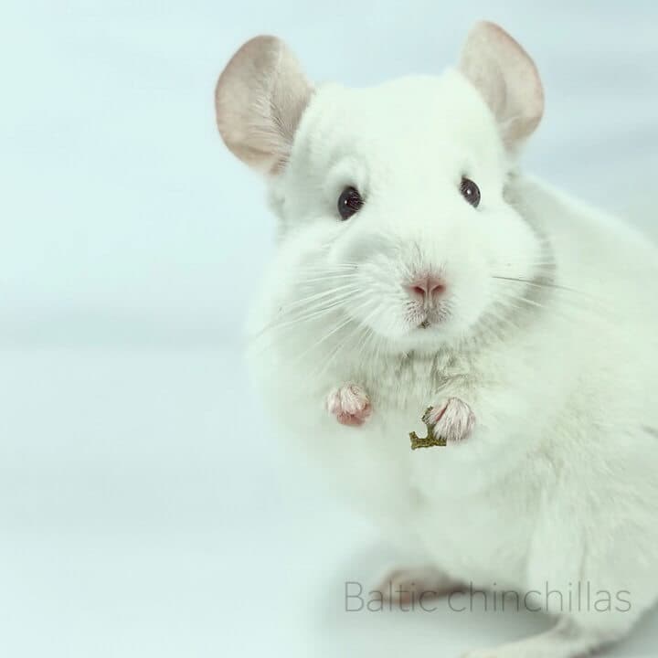 White chinchilla