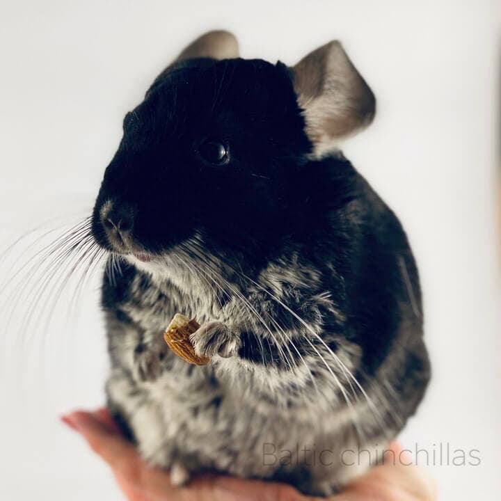 Black pearl chinchilla